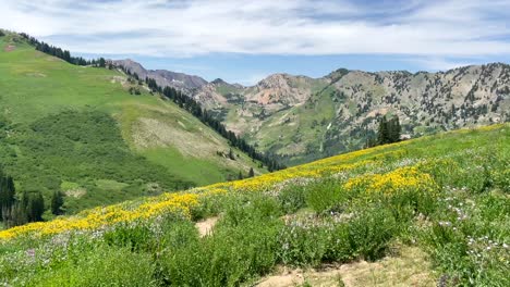 Yellow-and-white-wildflowers-shake-and-dance-in-the-wind-at-Albion-Basin,-Utah