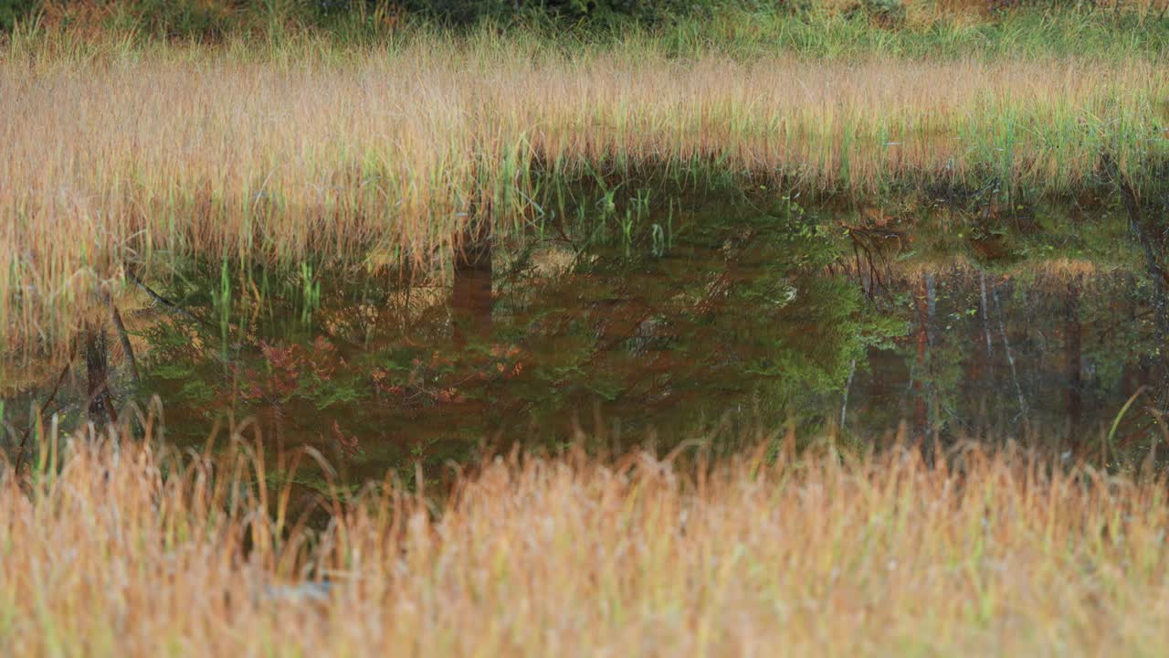 Withered grass a tall green tree with wide crown grow along the edge of the shallow lake and are perfectly reflected in the mirrorlike surface