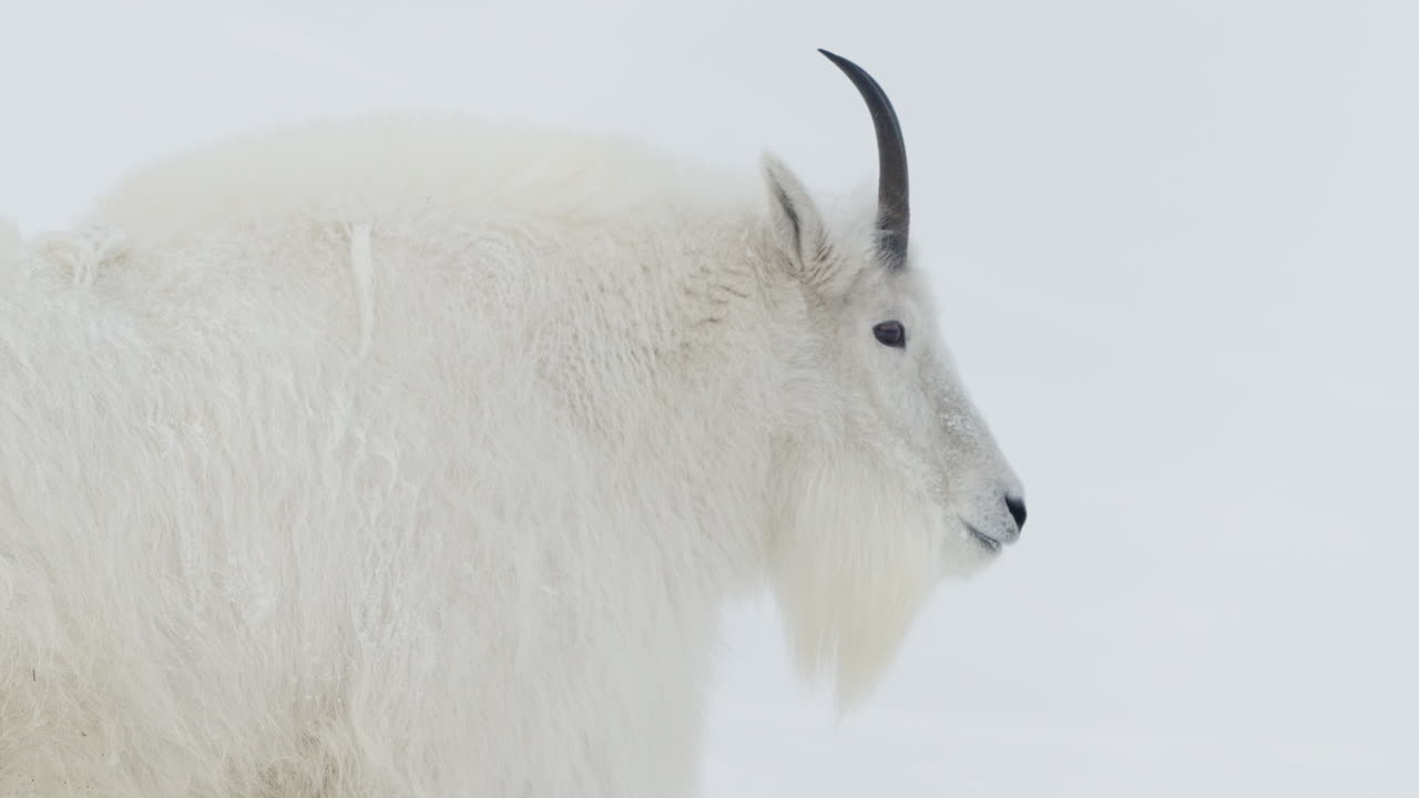 un gran animal raro con una cabra de montaña peluda en la reserva de vida silvestre de yukon en canadá.