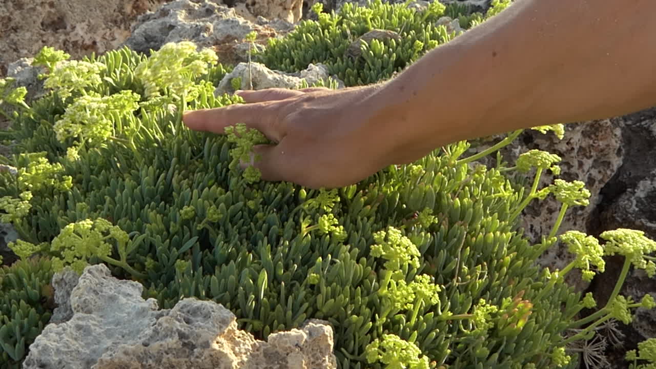 la mano de un hombre tocando las diferentes partes de un hinojo marino o crithmum maritimum en un día soleado