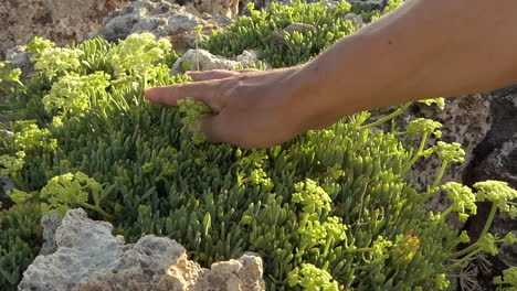A-man's-hand-touching-the-different-parts-of-a-sea-fennel-or-Crithmum-maritimum-on-a-sunny-day