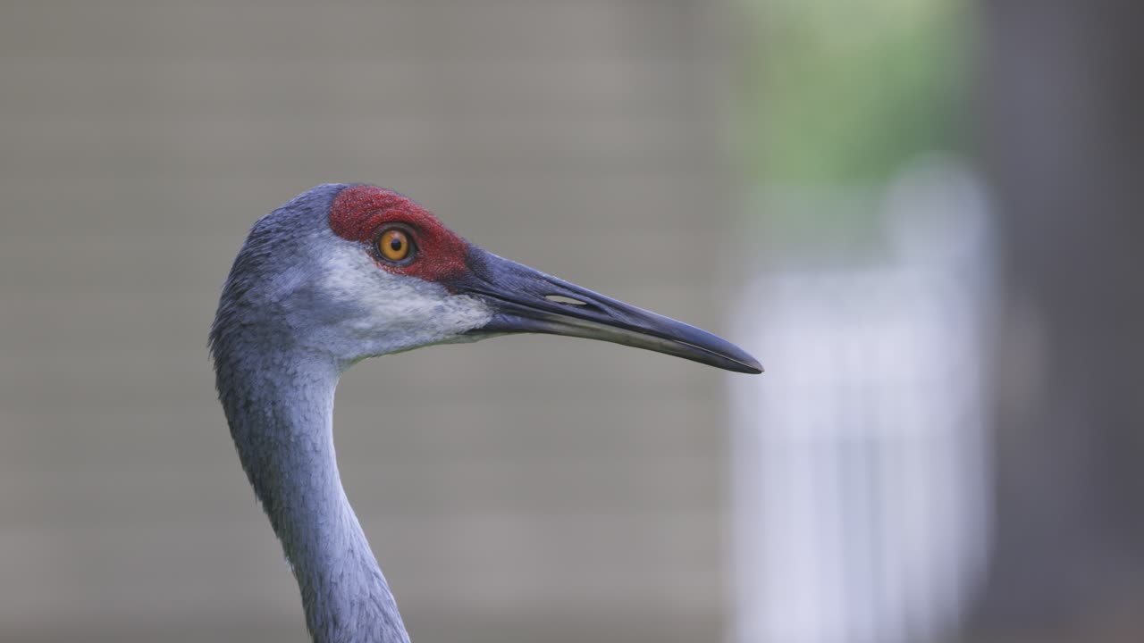 Close-up of a sandhill crane gazing off screen with sharp detail on its red crown and beak