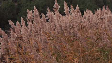 in a serene landscape, cane reeds sway gracefully in the wind, scene of autumnal beauty by the lake