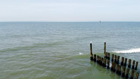 gaviota volando hacia un poste de un groyne en los países bajos con un pequeño barco en el fondo