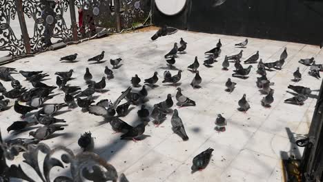 pigeons on a city square