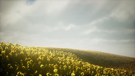 Wunderschöne-Sonnenblumen-Und-Wolken-In-Einem-Sonnenuntergang-In-Texas