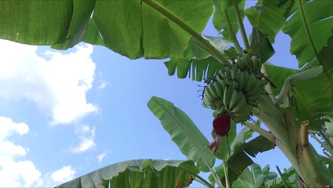 bananenfarm, bananenplantagen