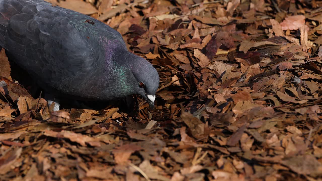 una paloma pica y busca entre las hojas caídas.