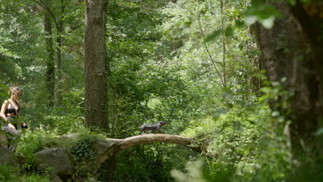 Pretty-woman-and-miniature-dachshund-crossing-small-stone-bridge-in-forest