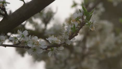 close-up of a mirabelle tree branch with white blossoms