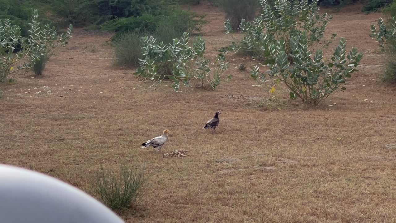 Couple of birds on field during daytime in Tharparkar of Sindh, Pakistan