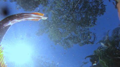 Toma-Submarina-En-ángulo-Bajo-De-Peces-Carpa-En-Un-Estanque-Con-Vista-Al-Cielo-Y-A-Los-árboles