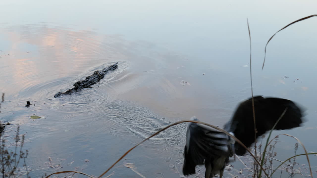 спокойная цапля прыгает в поисках новой добычи в пруду в парке в токио, япония