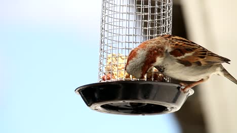 two eurasian tree sparrow balancing in the feeding cage.two birds enjoys the cake kept over the cage. closeup shot of two birds eating food.