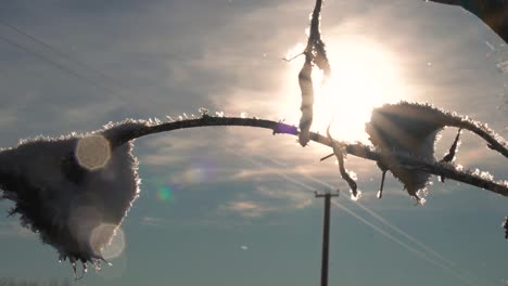 frozen flower head silhouette on bright sun illuminated sky, winter season