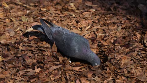 a pigeon pecks and walks through fallen leaves.