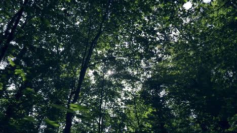 Camera moves slowly through a dark forest on a sunny day, letting sunrays partially shine through the treetops