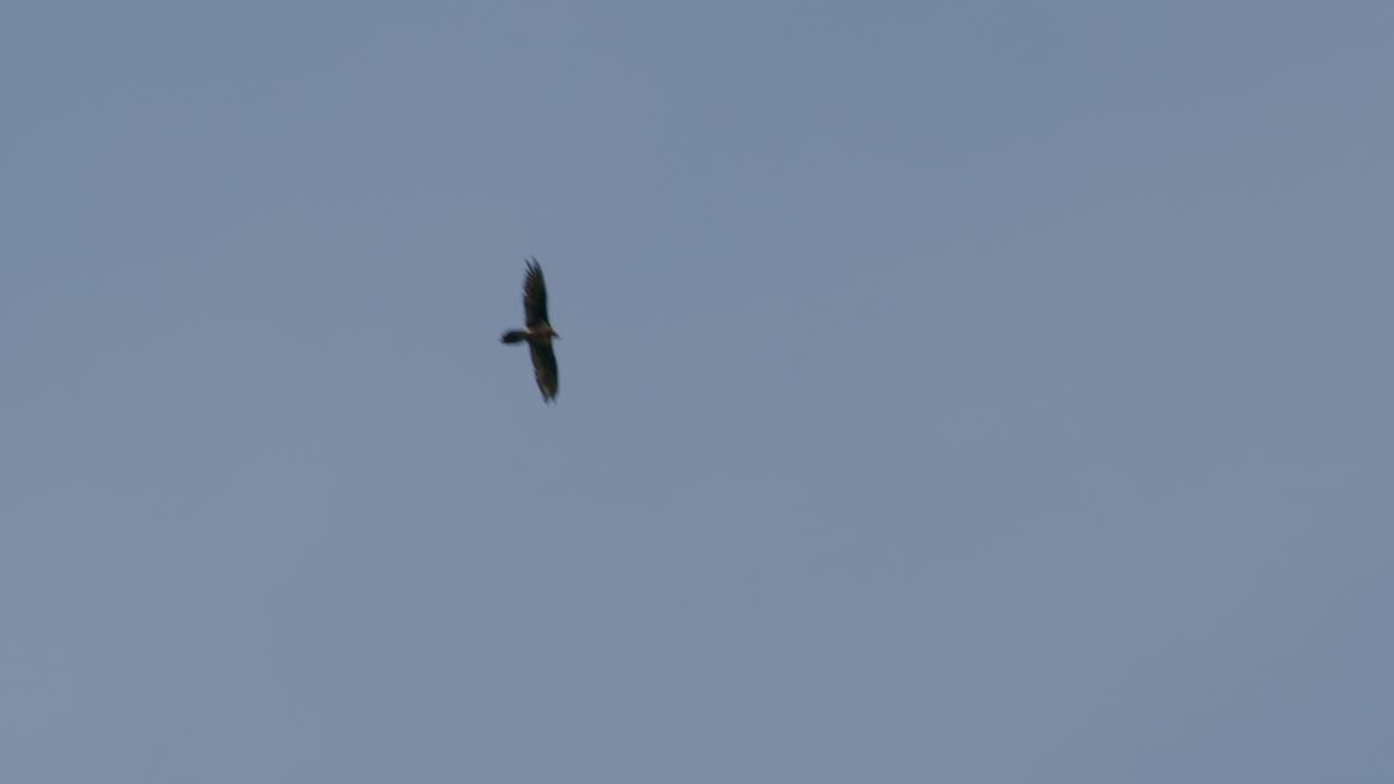 Bearded Vulture flying in blue sky, towards camera, Wide Shot. (4K Resolution)