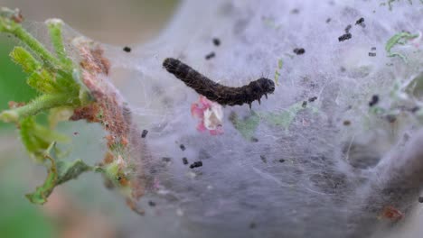 Macro-footage-of-tent-caterpillar-feeding-on-leaves