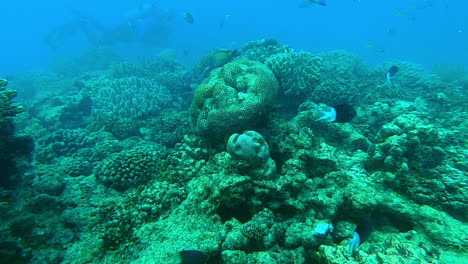 buceo en un arrecife de coral