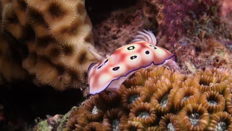 leopard nudibranch  on tropical coral reef