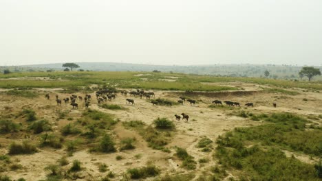 Manada-De-Búfalos-Del-Cabo-Corriendo-A-Través-De-La-Sabana-Africana-En-Uganda