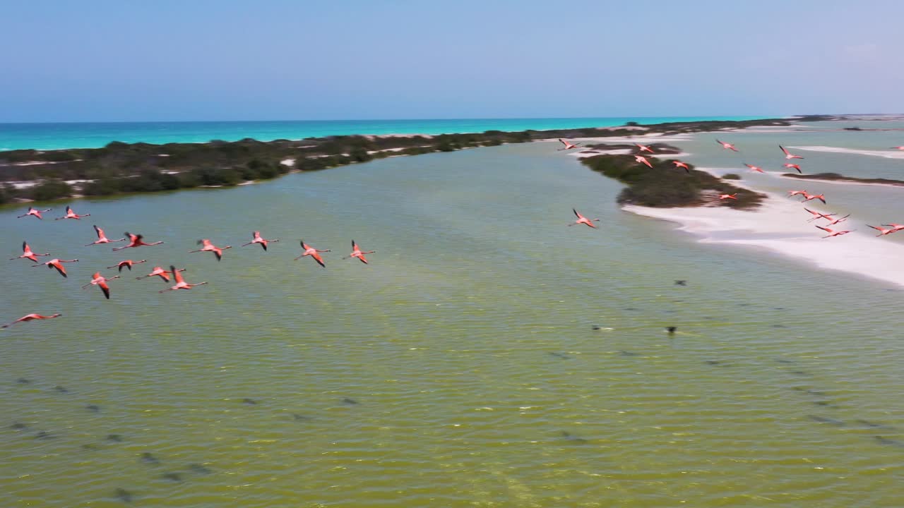 배경, 라스 coloradas, 리오 lagartos 석호 멕시코에 카리브해 바다와 소금 호수 표면을 가로 질러 비행하는 핑크 플라밍고