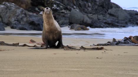 León-Marino-Hembra-Corriendo-En-Una-Playa-De-Arena-Hacia-La-Cámara