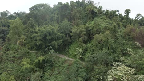 drone shot pans over the dense forest floor with only a single mountain path hidden beneath the trees, rising until the drone becomes engulfed in the mist of the mountains