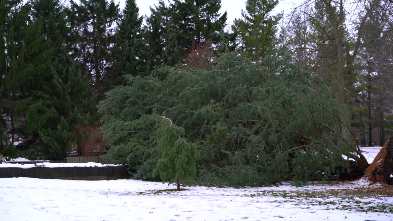 눈으로 둘러싸인 겨울 동안 공원에서 뿌리째 뽑힌 푸른 소나무