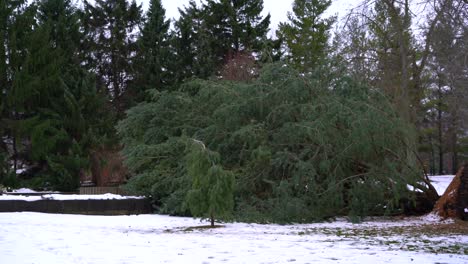 Pino-Verde-Desarraigado-Caído-En-El-Parque-Durante-El-Invierno-Rodeado-De-Nieve,-Pan