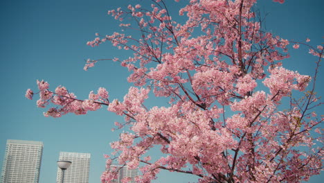 beautiful cherry blossoms in springtime