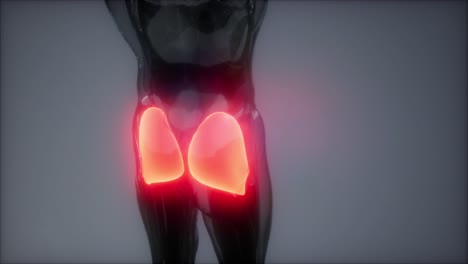 anatomía de los músculos glúteos máximos de las piernas