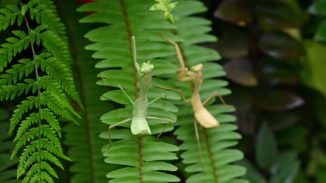 mantis religiosa, rhombodera megaera, tailandia