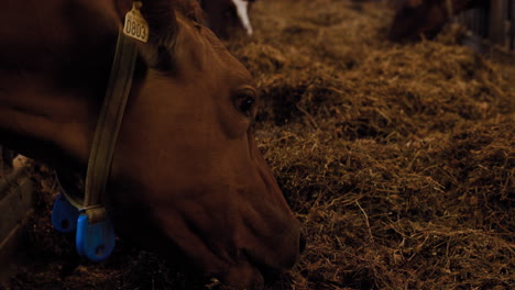 Close-up-of-hungry-brown-and-white-milk-dairy-cows-indoors-inside-at-a-Swedish-agro-culture-farm-eating-lots-of-delicious-yummy-hay-grass-for-dinner-in-a-line-on-a-winters-day