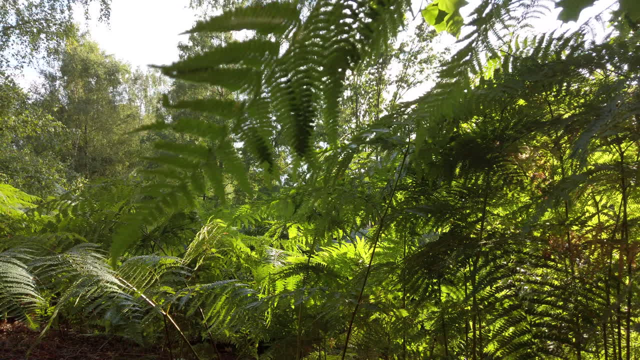 Toma de un bosque con muchos helechos en un día brillante y soleado, con la cámara moviéndose a través