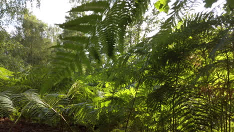 shot of a woodland with lots of bracken on a bright and sunny day, camera moving thru