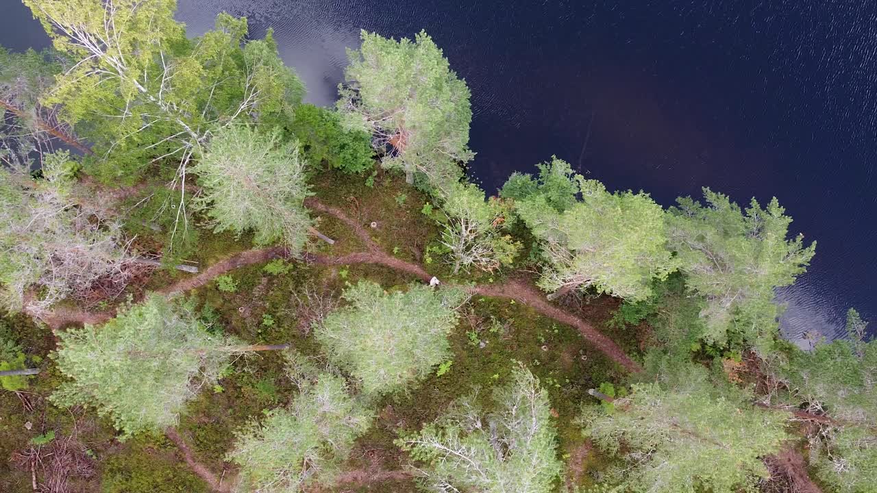 Aerial view of a person walking on a winding forest path near a calm lake shoreline.