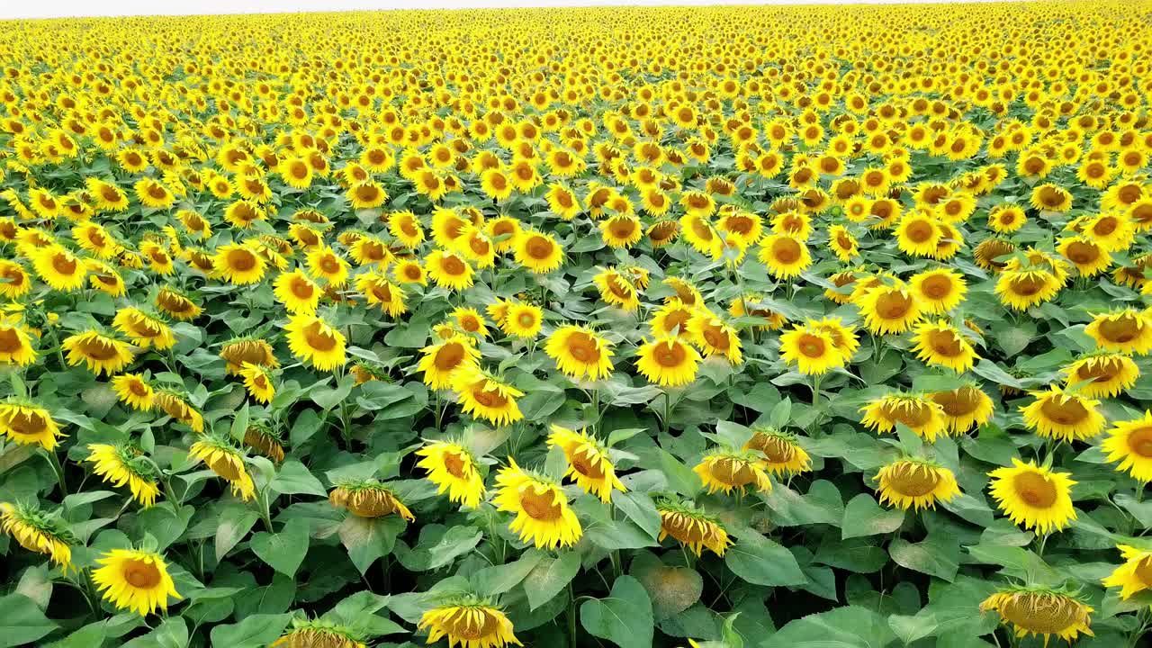 Natural view of sunflowers in the field in sunny day in summer. Flying over the big plantation of yellow sunflowers growing outdoors. Drone moves slowly back.