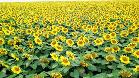 natural view of sunflowers in the field in sunny day in summer. flying over the big plantation of yellow sunflowers growing outdoors. drone moves slowly back.