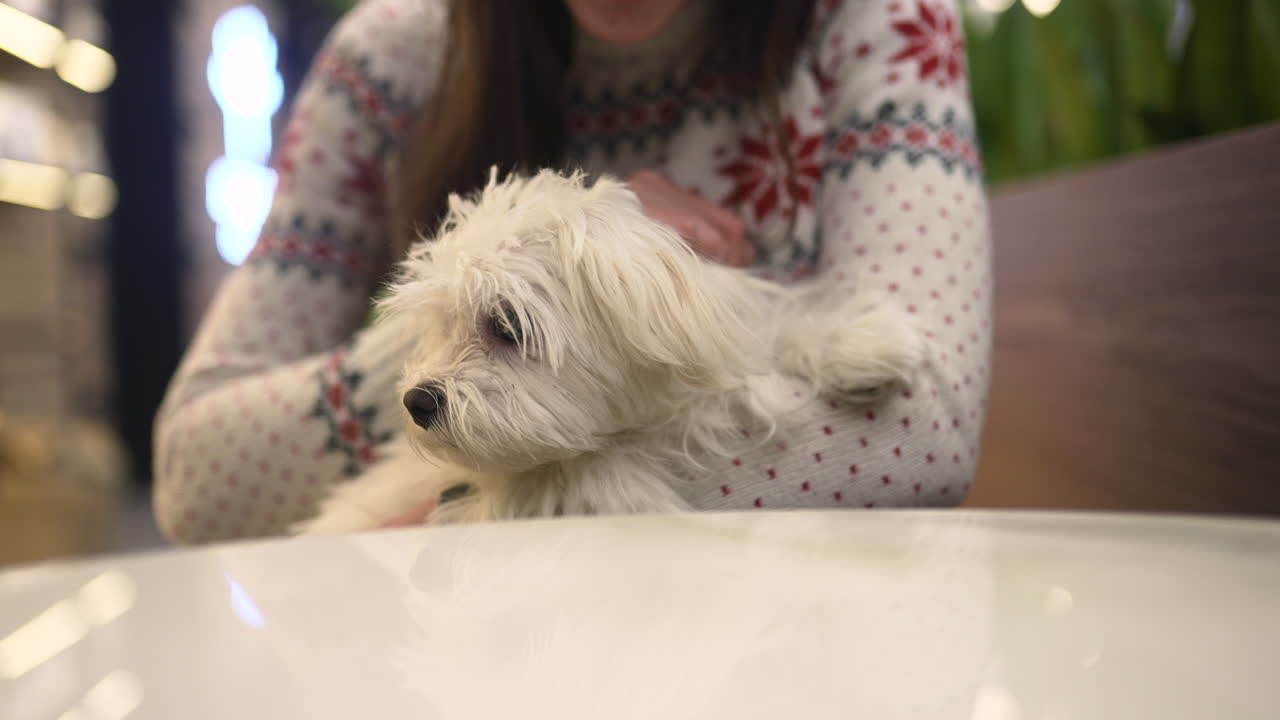 mujer sosteniendo un perro maltés en un café