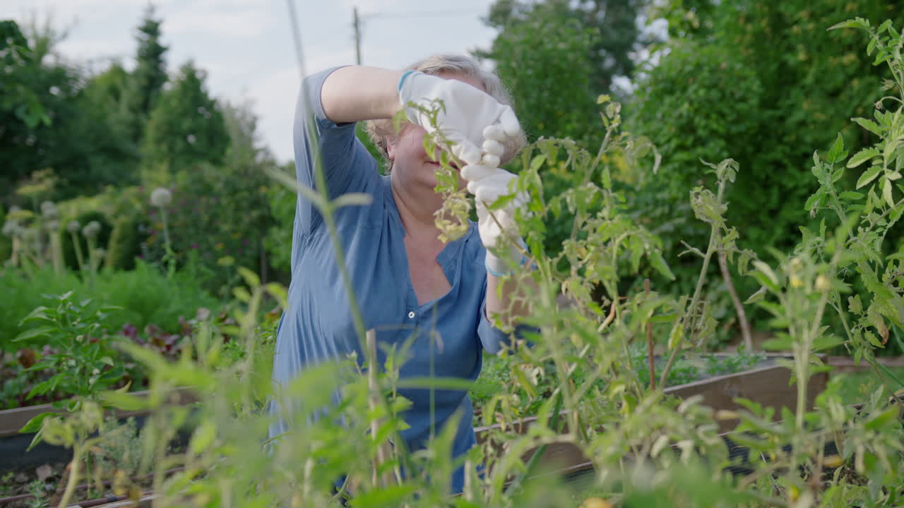 플라스틱 장갑 을 입은 노인 여자 가 정원 에 있는 초록색 식물 의 잎 을 뽑는다