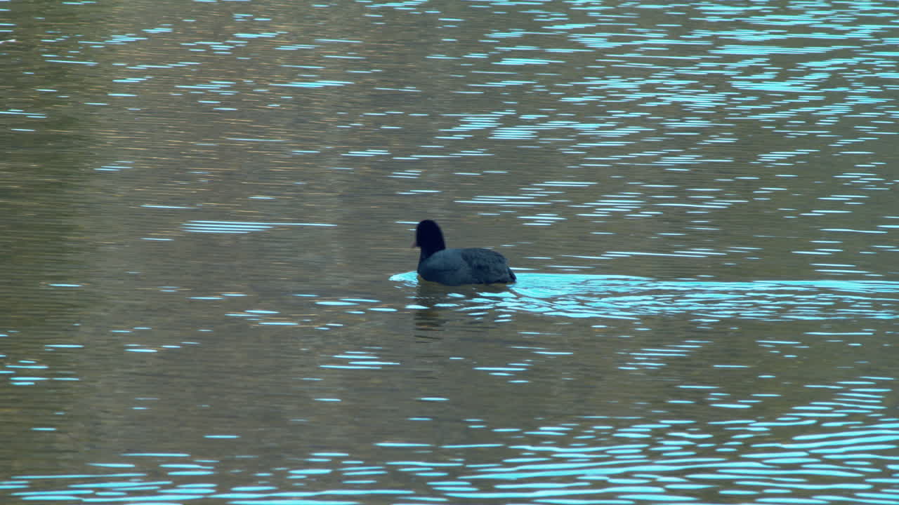 cámara siguiendo a una focha negra nadando en un lago