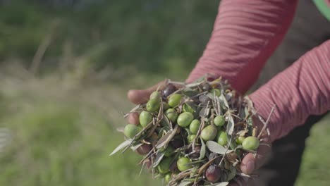 handfuls of fresh olives after harvest