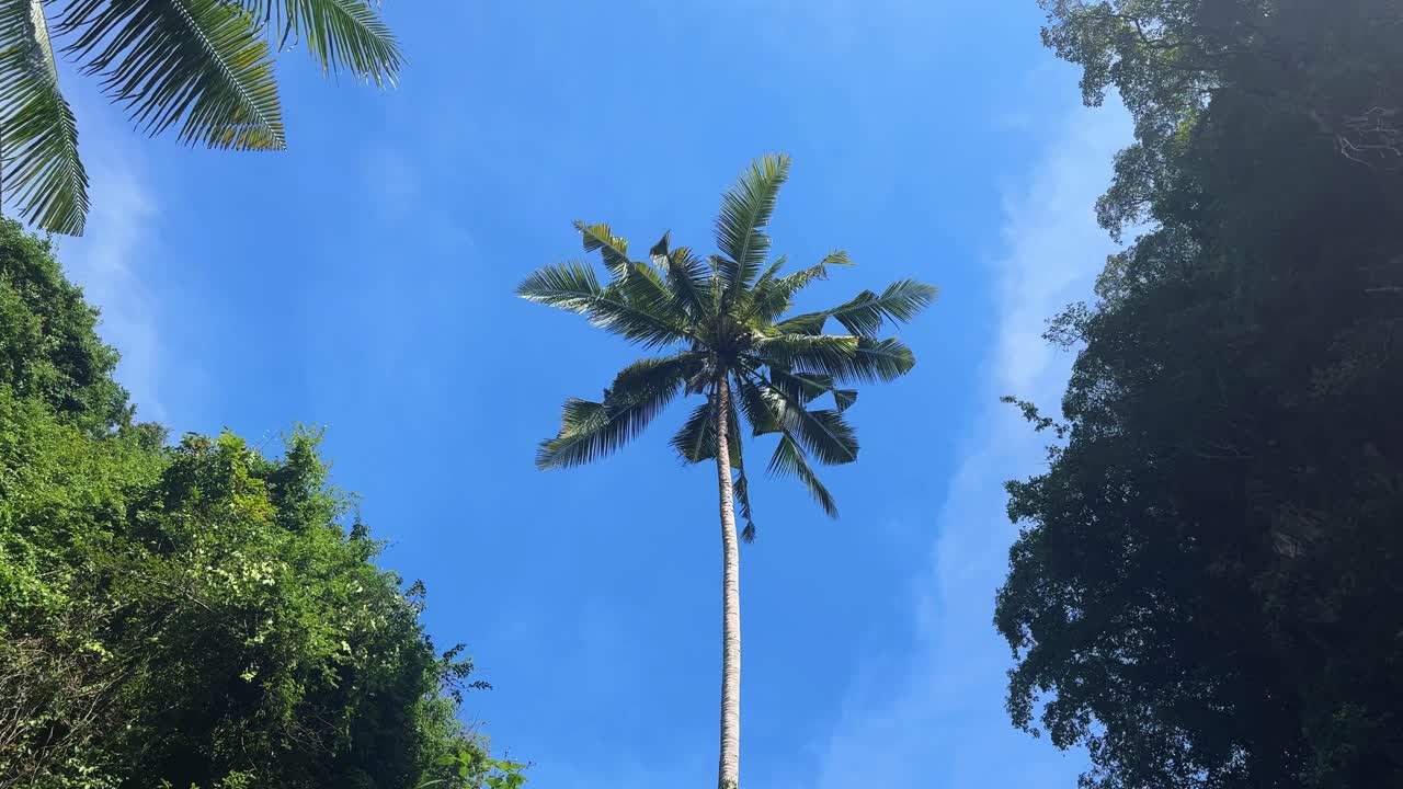 Tall palm coconut tree, surrounded by lush forest vegetation clear blue sky