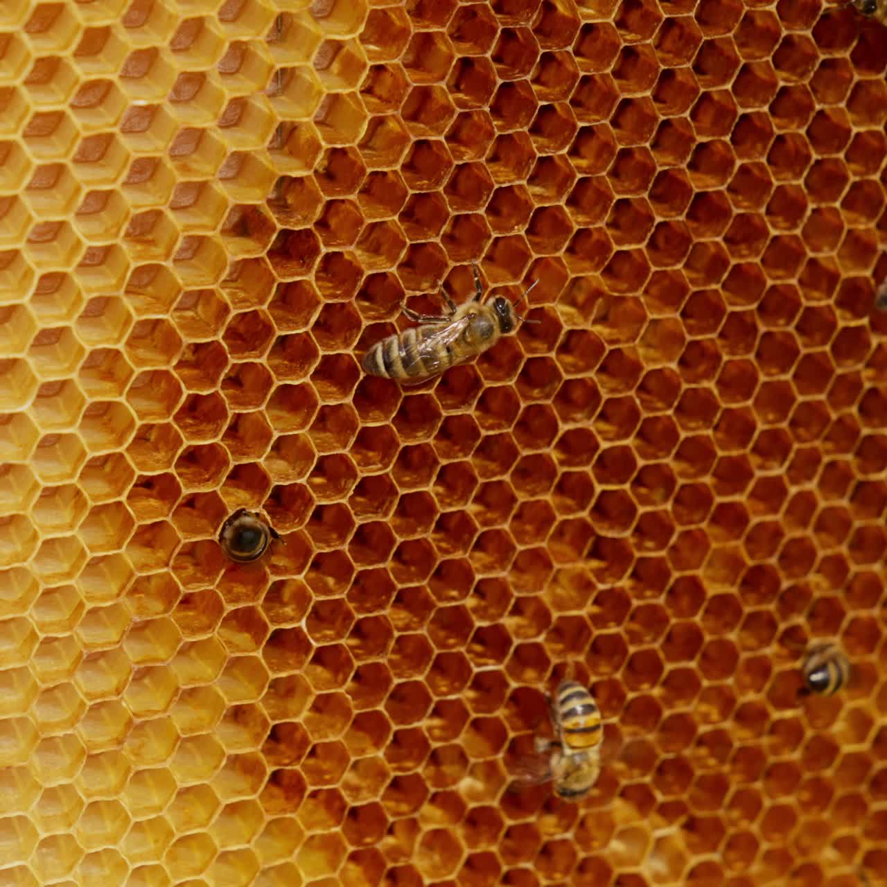 Dark brown spot on the light yellow wax frame. Bees moving around the honeycombs and crawling into the cells. Close up