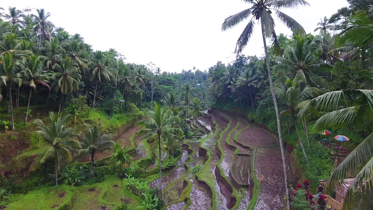Riprese aeree attraverso la giungla che rivelano le terrazze di riso a Ubud Bali