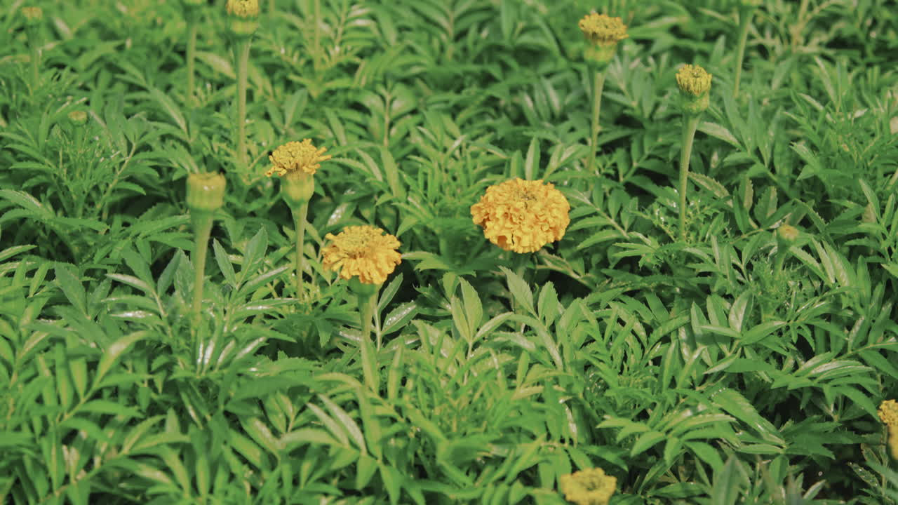 Fiori di calendula bagnati