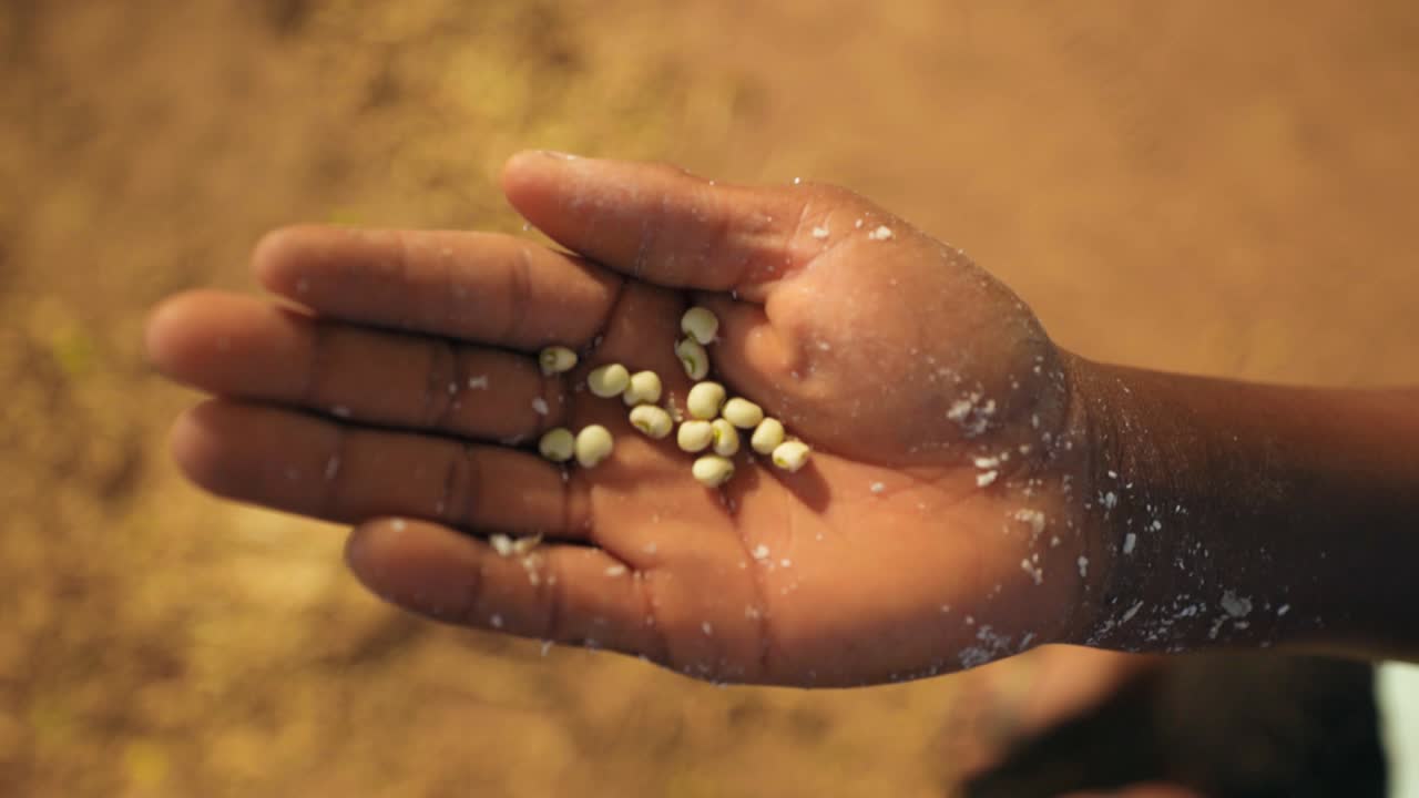 African kid holding seeds grains in his hand from harvast in dry farmland slowmotion close up