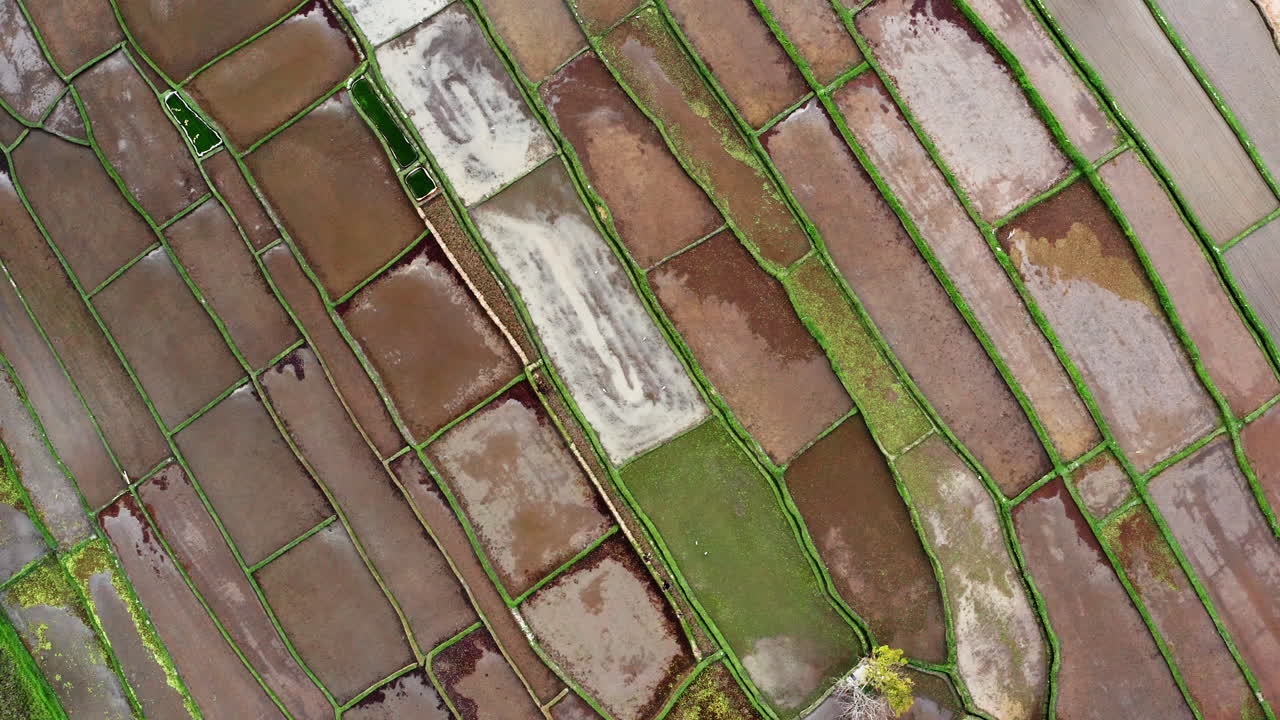 tomada aérea de arriba hacia abajo de los campos de arroz en bali, indonesia